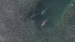 Images exceptionnelles de requins qui chassent dans un banc d'anchois en mer