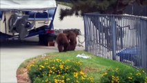 Mama Bear and Cubs Enjoy Garbage Can Picnic