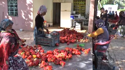 Anadolu Kadınının Biber Salçası Mesaisi