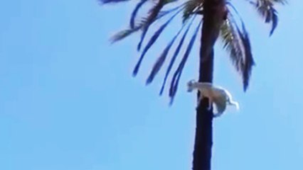 Un chèvre grimpe à un palmier