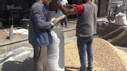 Fıstıkta Rekolte Düştü Fiyatları Tavan Yaptı