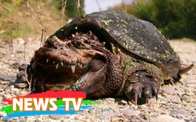 Top 10 loài rùa kỳ lạ nhất hành tinh
