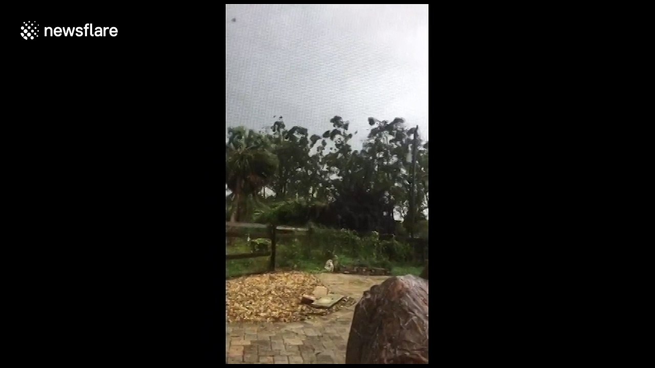 Hurricane Irma takes down 90ft tall tree