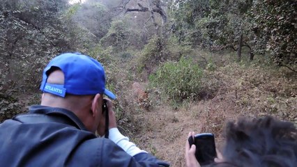 Tiger In Ranthambore National Park