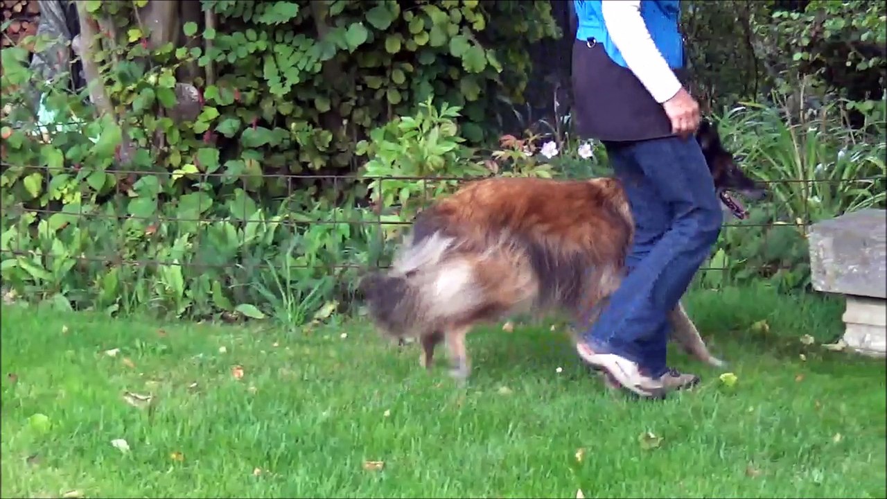 La Ckaliksou Elevage de Bergers Belges Tervueren. Ckali a 14 ans