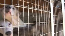 Zonguldak Valisi Ahmet Çınar, Sokak Hayvanları Geçici Rehabilitasyon Merkezini Ziyaret Etti