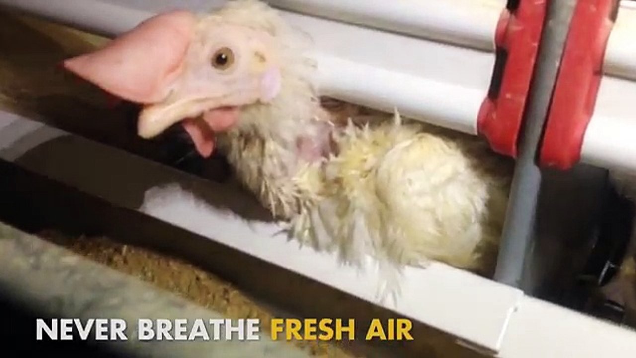 egg industry