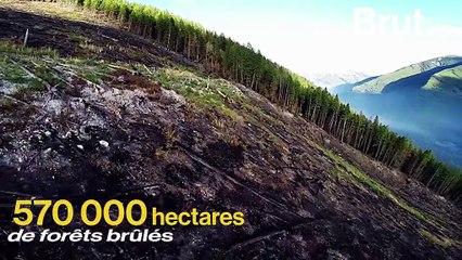 Mort et vie d'une forêt après un incendie : la renaissance d'un écosystème