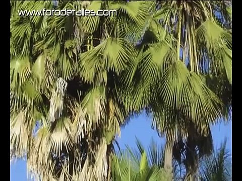 Cómo lavar y limpiar nuestro coche. Capítulo 6. Encerar la pintura