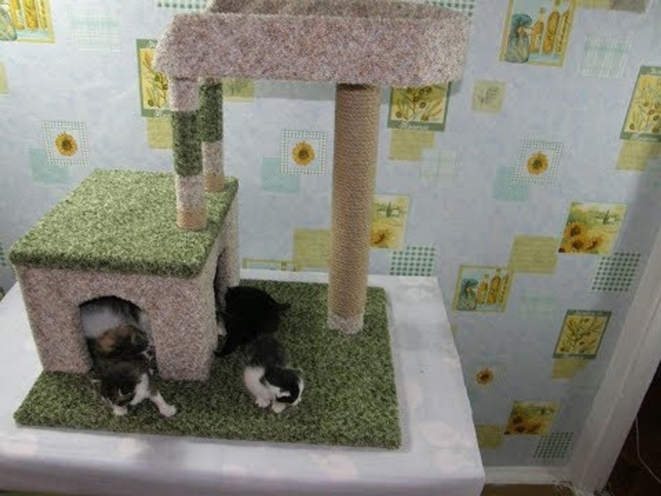 Мы сделали сами когтеточку для наших котят