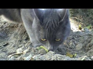 Кошка которая гуляет на поводке