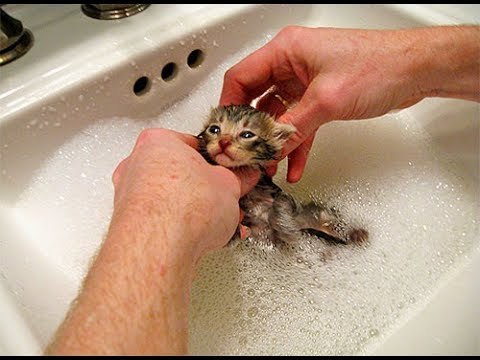 Как вывести блох у слепых котят без химии !