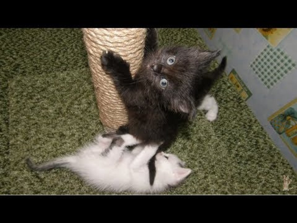 Лучшая игрушка для котят - ЭТО КОГТЕТОЧКА !