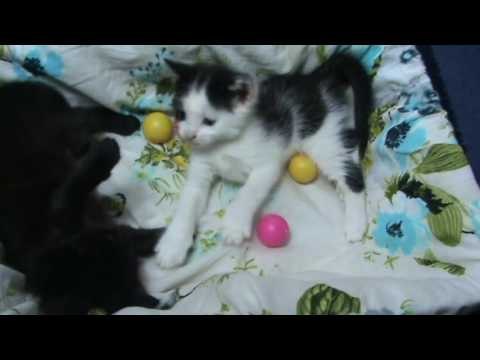 Моим котятам уже месяц