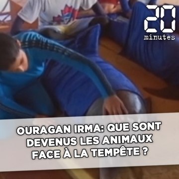 Ouragan Irma: Que sont devenus les animaux face à la tempête?