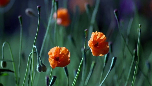 Google starts rolling out September security patch for Google Pixel, Nexus devices