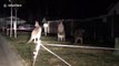 3 kangourous se battent de nuit sur les jardins de maisons en Australie !