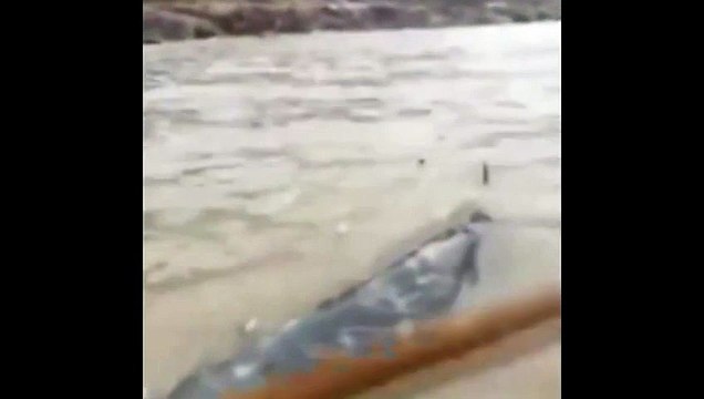 Des pécheurs chinois découvrent une mystérieuse créature...