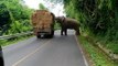Cet éléphant interrompt la circulation pour voler des ballots de foin dans un camion !