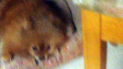 Английский завтрак у муравьиной Королевы!