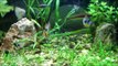 German Blue Ram Cichlid: Amazing Fish