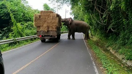 Thaïlande : Un éléphant bloque la circulation et s'amuse avec de la paille