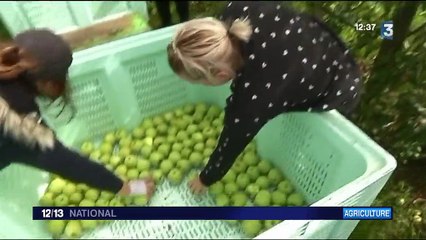 Corrèze : mauvaise récolte dans les vergers
