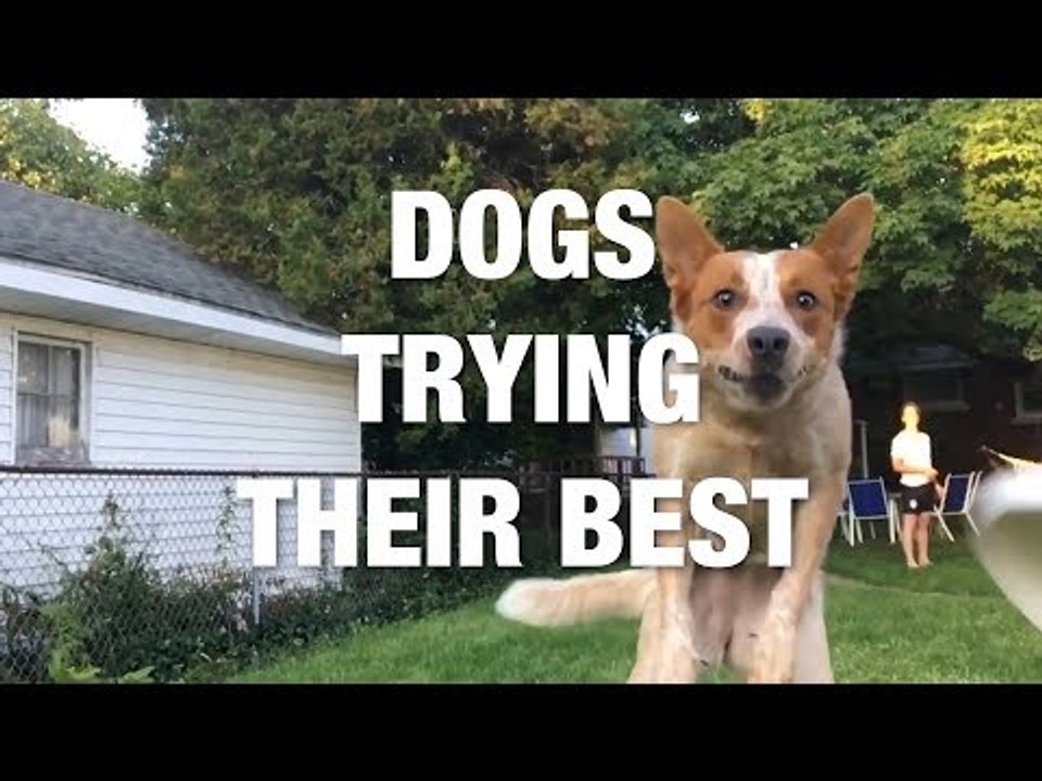 Dogs Trying Their Best and Failing Adorably