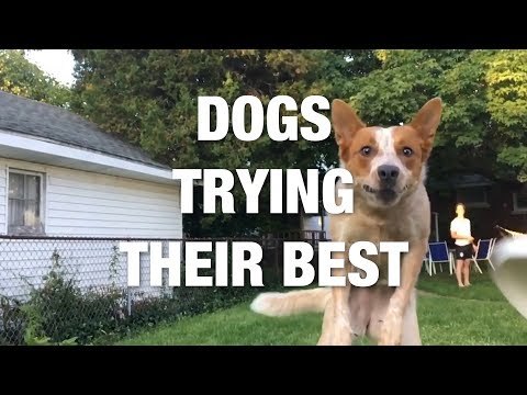 Dogs Trying Their Best and Failing Adorably