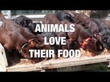 Animals Love Their Food