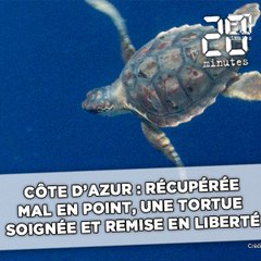 Скачать видео: Côte d'Azur: Récupérée mal en point, la tortue Léopold soignée et remise en liberté