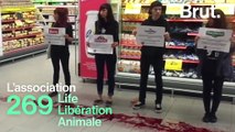 269 Life Libération Animale : qui sont les ultras de la protection animale ?