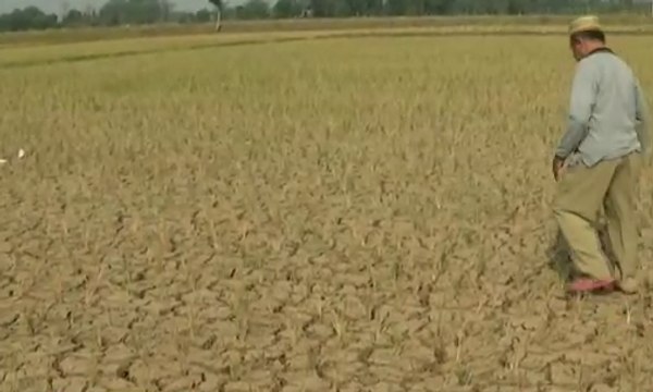 Alami Kekeringan, Sejumlah Lahan Pertanian Gagal Panen