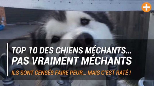 Top 10 des chiens méchants… pas vraiment méchants