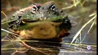 印象！巨大なカエルは、ラットやヘビを食べます