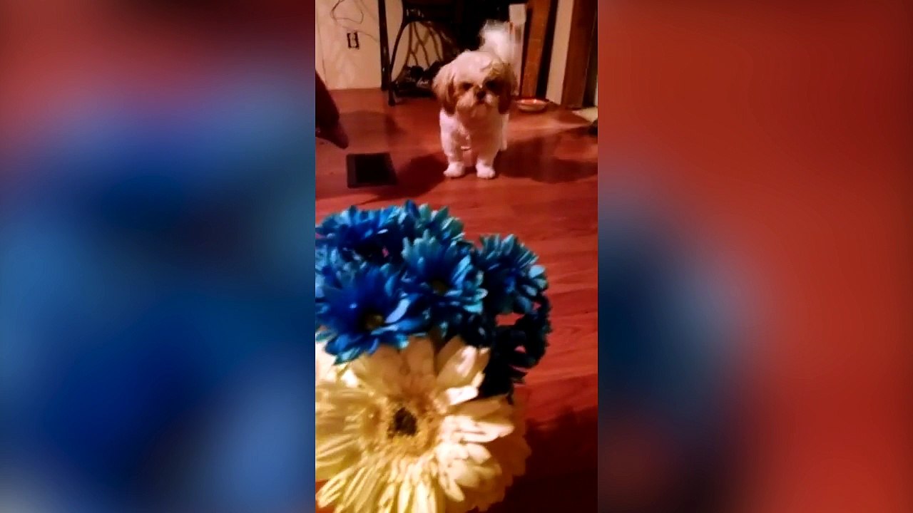 Ce chien est terrifié par un bouquet de fleurs !