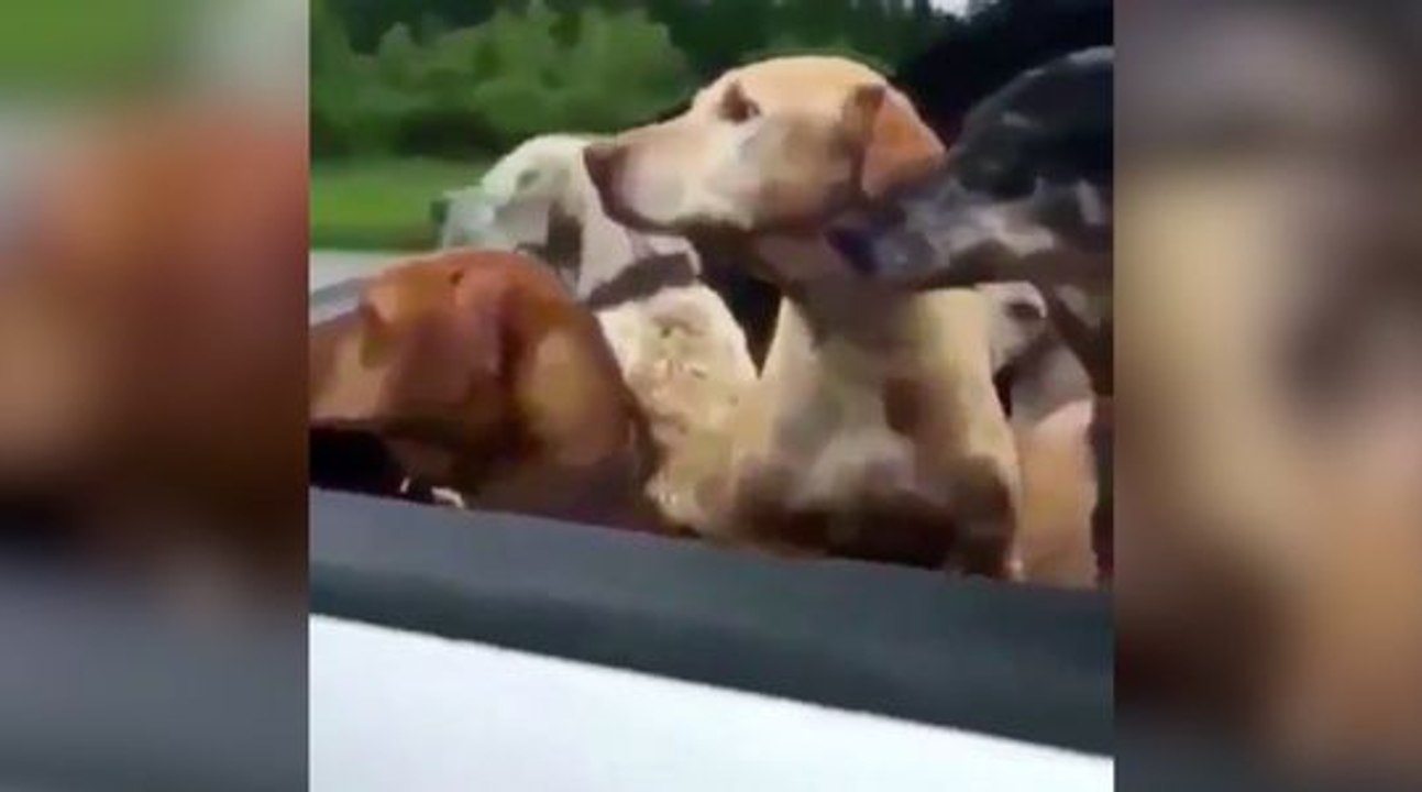 Des hommes sauvent un chaton coincé dans un puits minuscule !