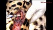 The Best Attacks Of Porcupine ►► 17 Lions, Leopard, Snake, Python, Anaconda, Bear, Dog
