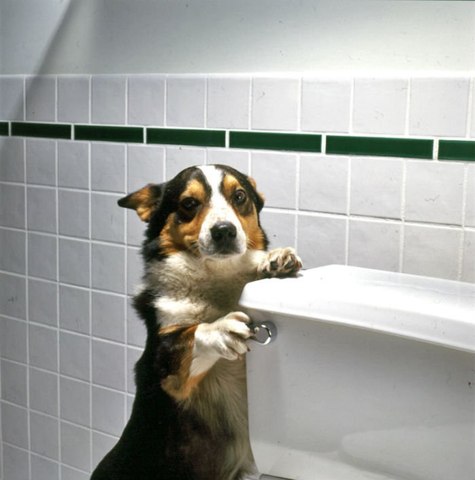 Dog Using Toilet And Flushing