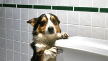 Dog Using Toilet And Flushing