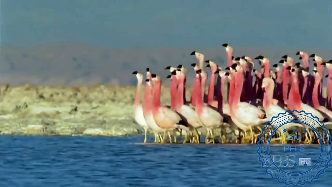 Flamingo dance remix By Mpzik.com