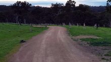 Kangaroo horde during bike ride