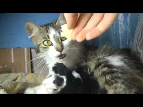 Котятам два дня