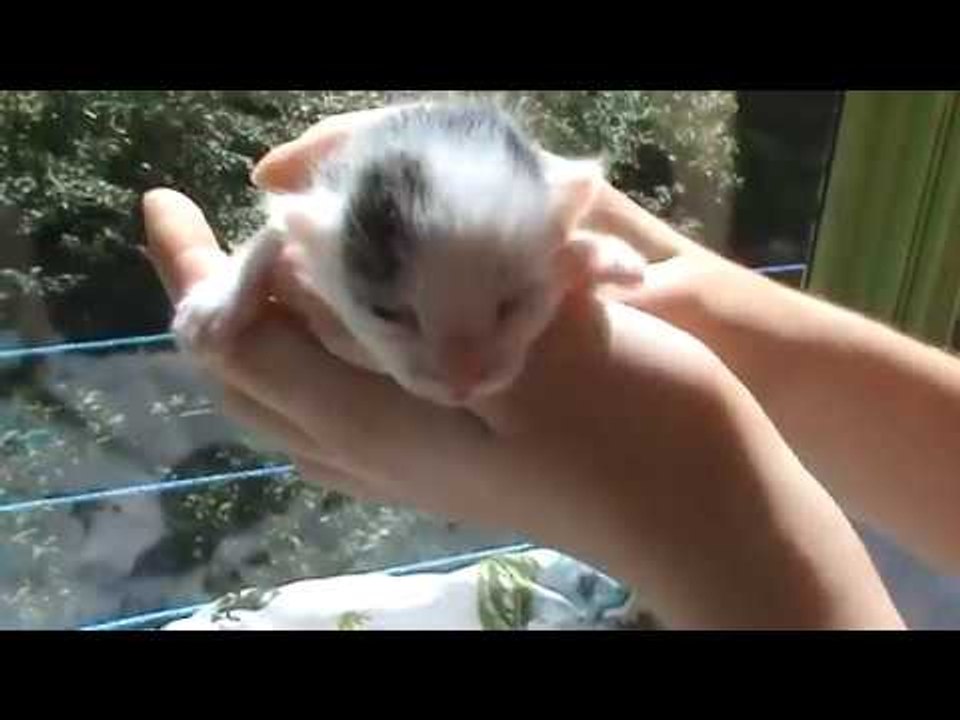 У котят на восьмой день открылись глазки.