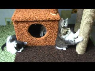 Новый дом с когтеточками для моих котят