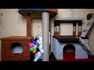 Погремушка - для котенка любимая игрушка.