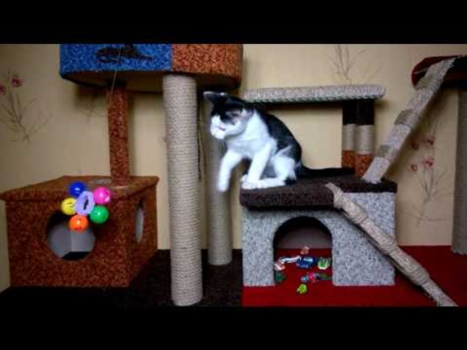 Котенок играет с погремушкой