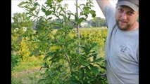 Growing Oak Trees ....Mike Hirst Discusses How they are Growing in the Field