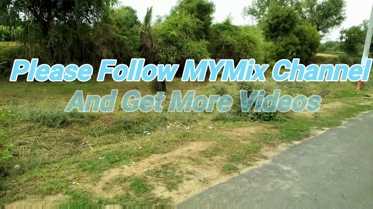 Peacock Dancing in a forest Beautiful | जंगल में मोर नाचता हुआ | खुबसूरत नज़ारा |