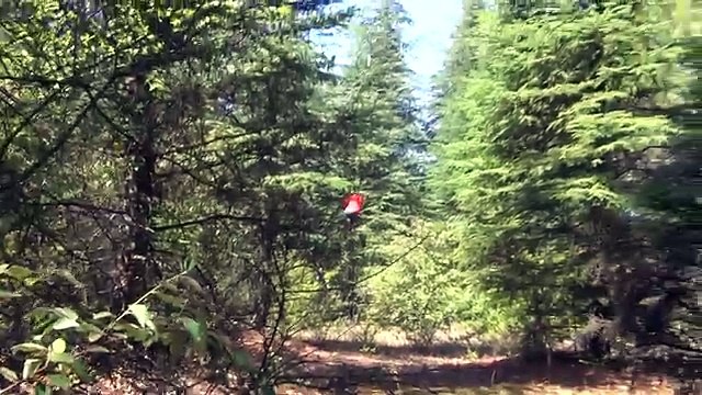 Rémi Gaillard se déguise en grizzly pour effrayer les passants